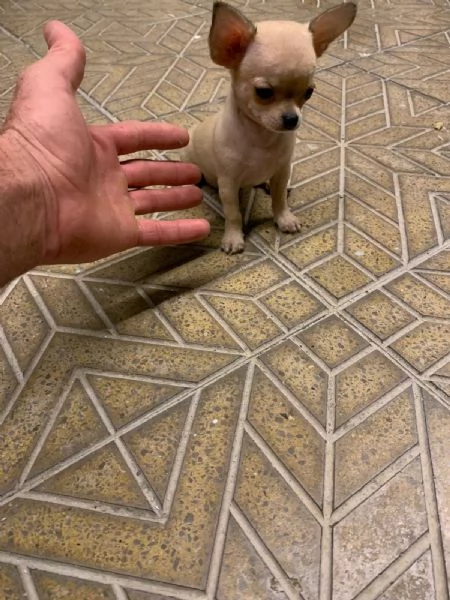 Cuccioli di chihuahua toy e mini toy  | Foto 1