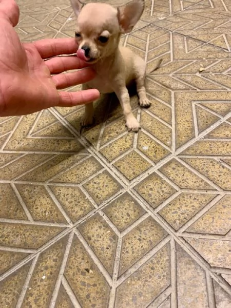 Cuccioli di chihuahua toy e mini toy  | Foto 0