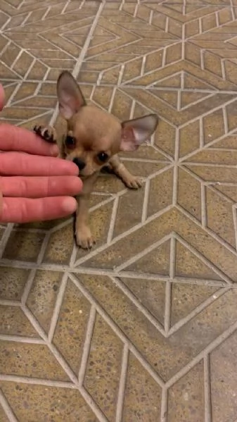 Cuccioli di chihuahua toy e mini toy 