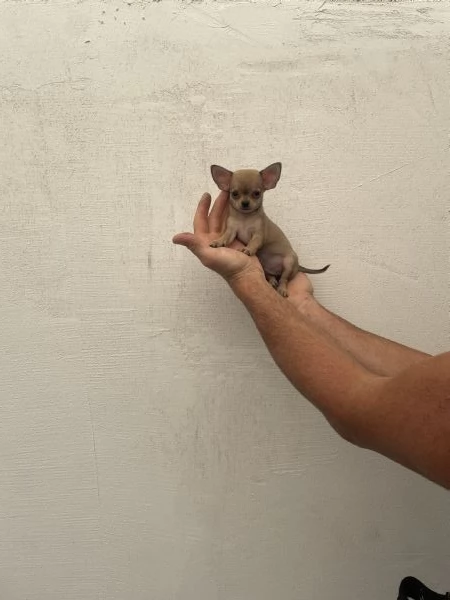 Cuccioli di chihuahua toy e mini toy  | Foto 3