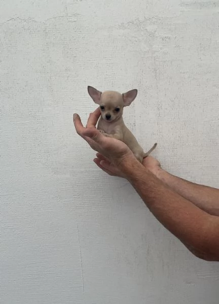 Cuccioli di chihuahua toy e mini toy  | Foto 2