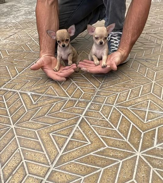 Cuccioli di chihuahua toy e mini toy 