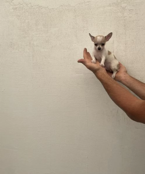 Cuccioli di chihuahua toy e mini toy  | Foto 1