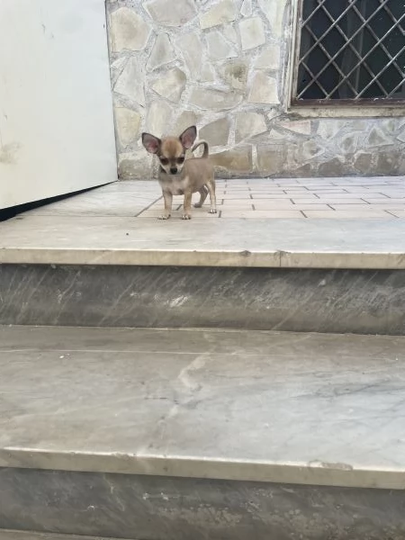 Cuccioli di chihuahua toy e mini toy  | Foto 0