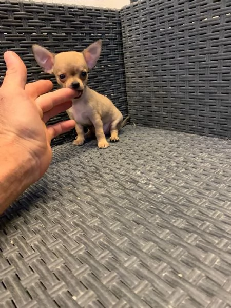 Cuccioli di chihuahua toy  | Foto 3
