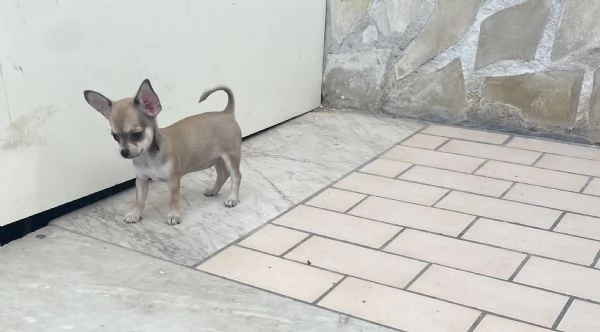 Cuccioli di chihuahua toy  | Foto 0