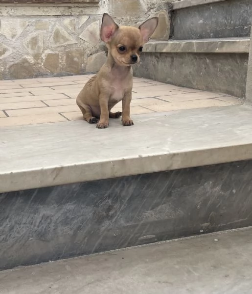 Cuccioli di chihuahua toy 