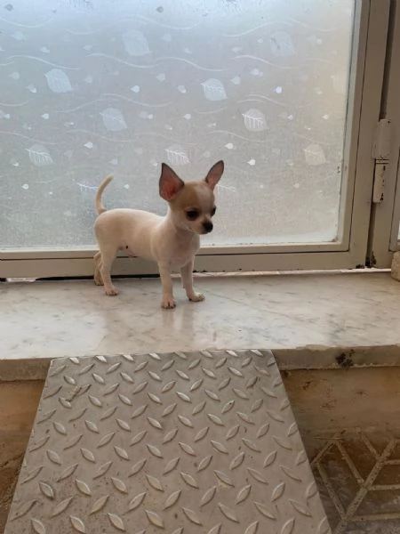 Cuccioli di chihuahua toy e mini toy  | Foto 4