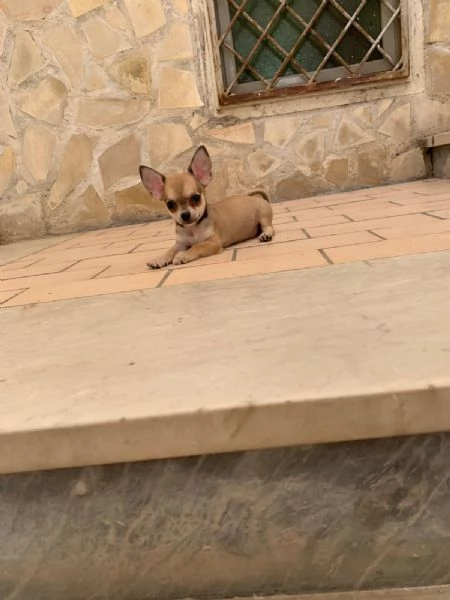 Cuccioli di chihuahua toy e mini toy  | Foto 3