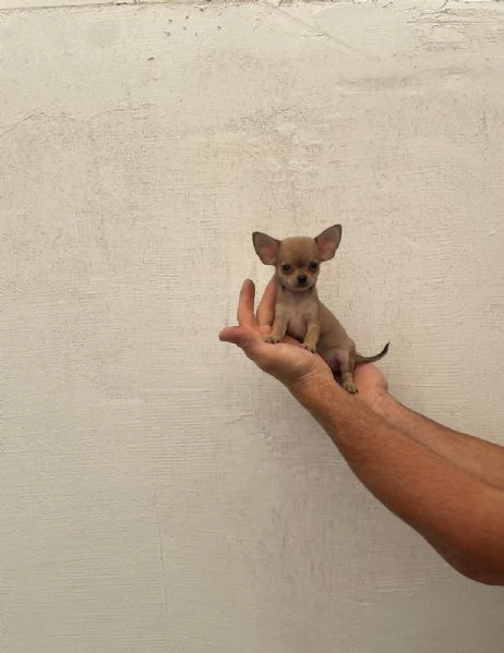 Cuccioli di chihuahua toy e mini toy  | Foto 2