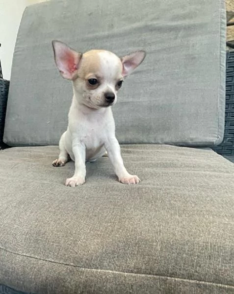 Cuccioli di chihuahua toy e mini toy  | Foto 1
