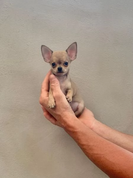 Cuccioli di chihuahua toy e mini toy 