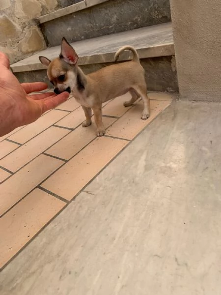 Cuccioli di chihuahua toy e mini toy  | Foto 0
