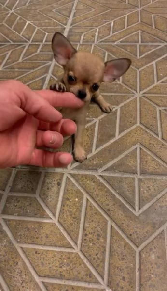 Cuccioli di chihuahua toy e mini toy  | Foto 4
