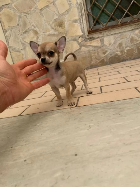 Cuccioli di chihuahua toy e mini toy  | Foto 3