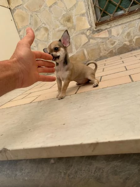 Cuccioli di chihuahua toy e mini toy  | Foto 2