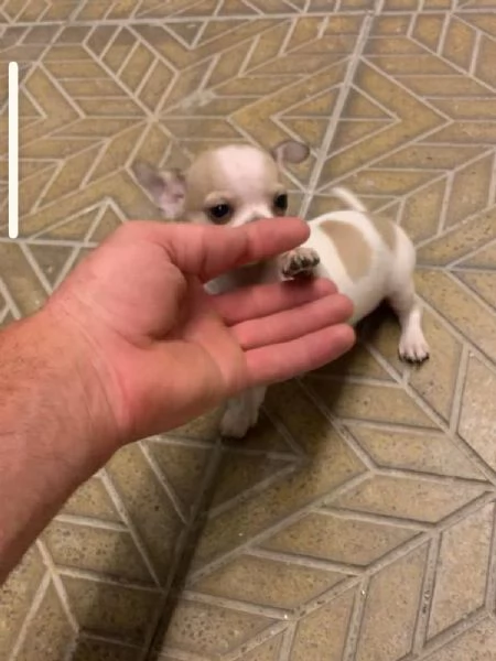 Cuccioli di chihuahua toy e mini toy  | Foto 1