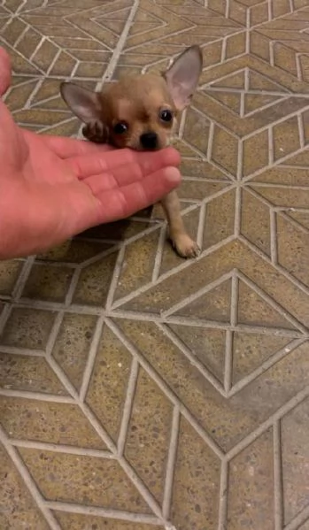 Cuccioli di chihuahua toy e mini toy  | Foto 0