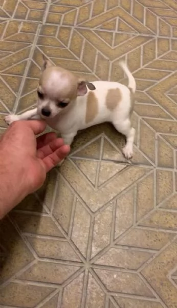 Cuccioli di chihuahua toy e mini toy 