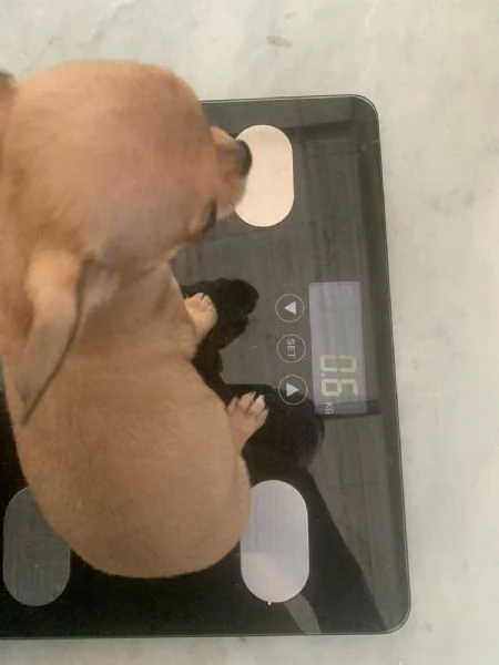Cucciolo di chihuahua mini toy  | Foto 3