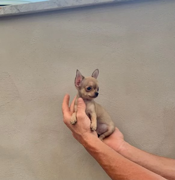 Cucciolo di chihuahua mini toy  | Foto 2