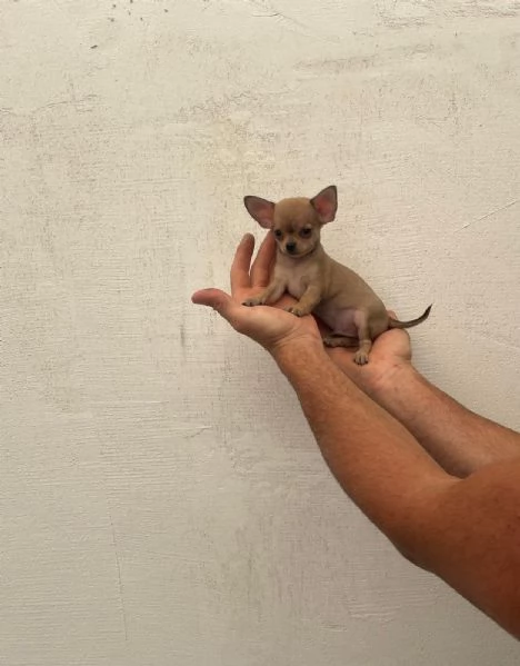 Cucciolo di chihuahua mini toy  | Foto 0