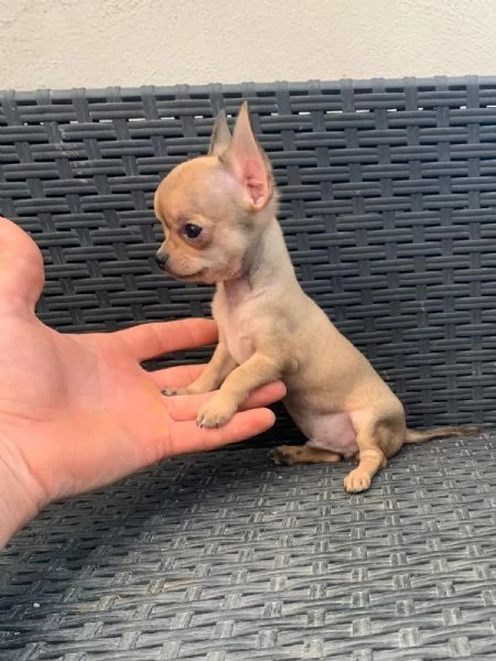 Cucciolo di chihuahua mini toy 