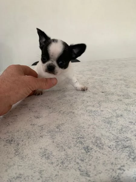 Cuccioli di chihuahua mini toy e toy  | Foto 3