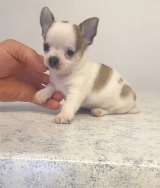 Cuccioli di chihuahua mini toy e toy  | Foto 2