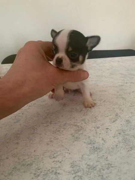 Cuccioli di chihuahua mini toy e toy  | Foto 1