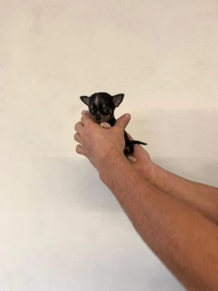 Cuccioli di chihuahua mini toy e toy  | Foto 0