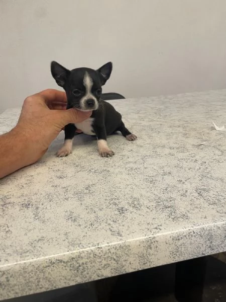 Cuccioli di chihuahua mini toy e toy 