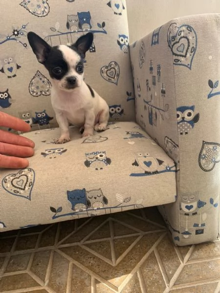 Cuccioli di chihuahua toy 