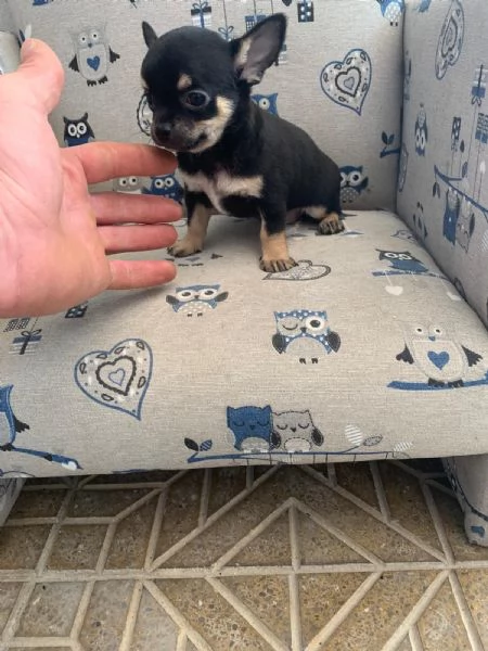 Cuccioli di chihuahua toy  | Foto 1