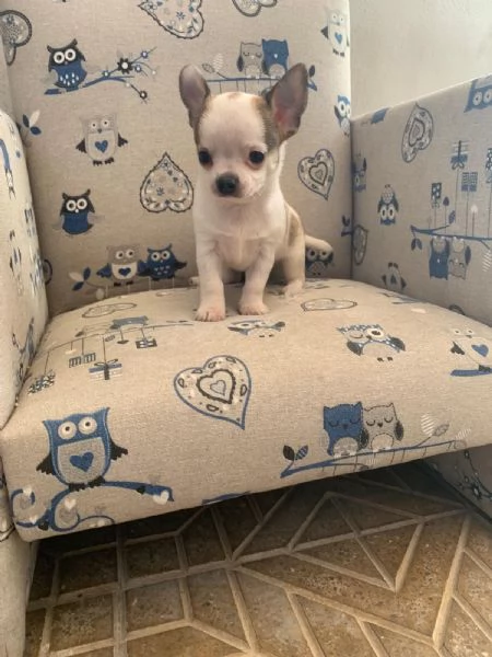 Cuccioli di chihuahua toy  | Foto 0
