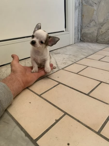 Cuccioli di chihuahua toy  | Foto 2