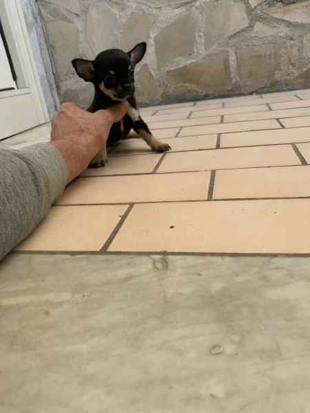 Cuccioli di chihuahua toy  | Foto 1