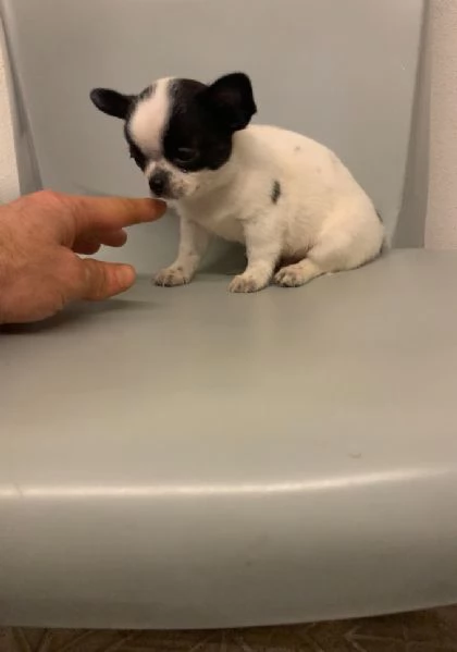 Cuccioli di chihuahua toy  | Foto 0