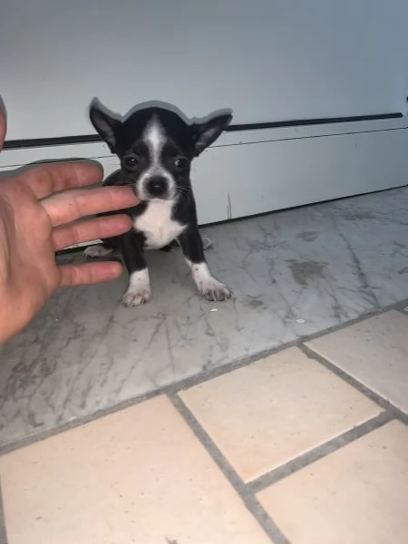 Cuccioli di chihuahua toy 