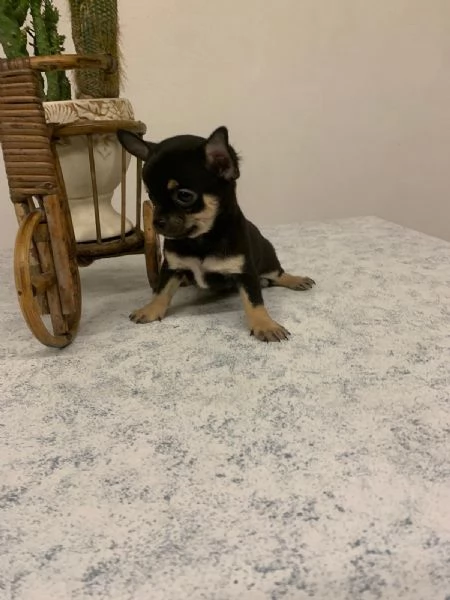 Cuccioli di chihuahua toy 