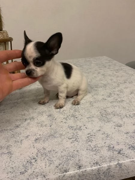 Cuccioli di chihuahua toy  | Foto 3