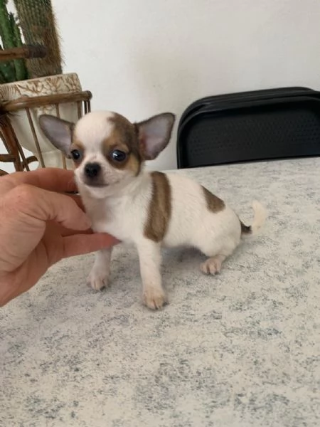 Cuccioli di chihuahua toy  | Foto 1