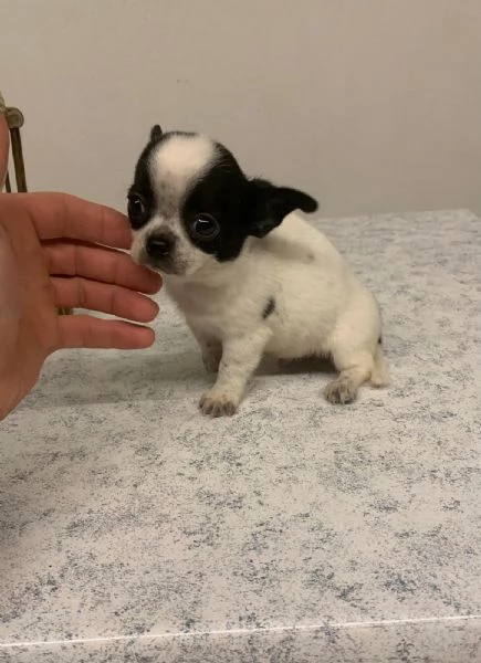 Cuccioli di chihuahua toy  | Foto 0