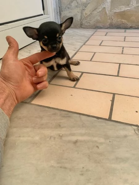 Cuccioli di chihuahua toy  | Foto 3