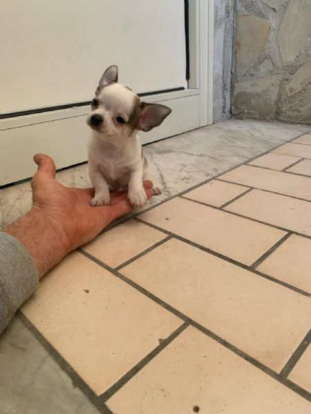 Cuccioli di chihuahua toy  | Foto 2