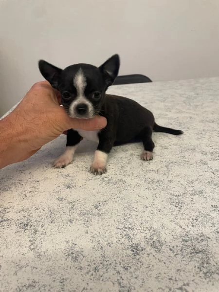 Cuccioli di chihuahua toy  | Foto 1