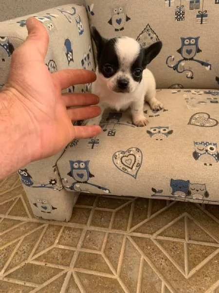 Cuccioli di chihuahua toy  | Foto 0