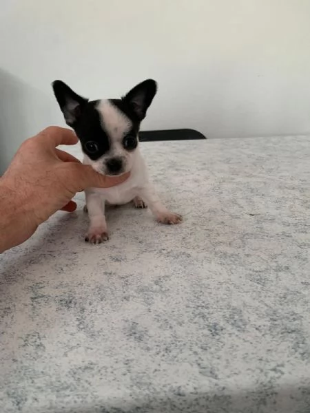 Cuccioli di chihuahua toy 