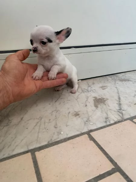 Cuccioli di chihuahua mini toy  | Foto 5
