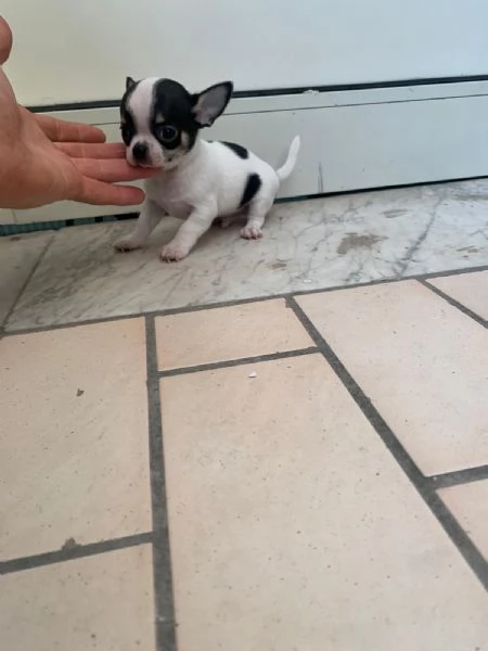 Cuccioli di chihuahua mini toy 